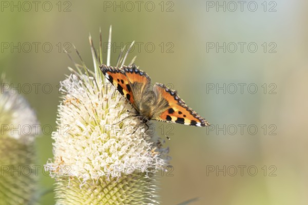 Small tortoiseshell butterfly (Aglais urticae) adult insect feeding on Teasel flowers in summer, England, United Kingdom