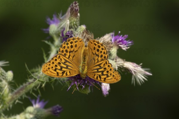 Silver washed fritillary butterfly (Argynnis paphia) adult insect feeding on purple Thistle flower in summer, England, United Kingdom