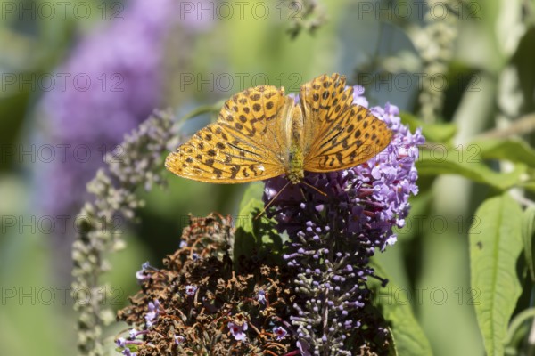 Silver washed fritillary butterfly (Argynnis paphia) adult insect feeding on purple garden Buddleja flowers in summer, England, United Kingdom