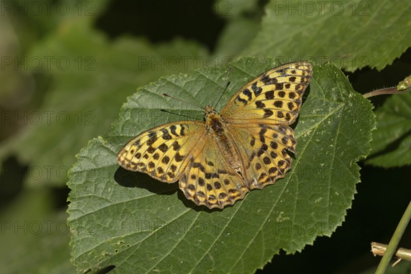 Silver-washed fritillary butterfly (Argynnis paphia) adult insect resting on a hazel tree leaf in a woodland in summer, England, United Kingdom