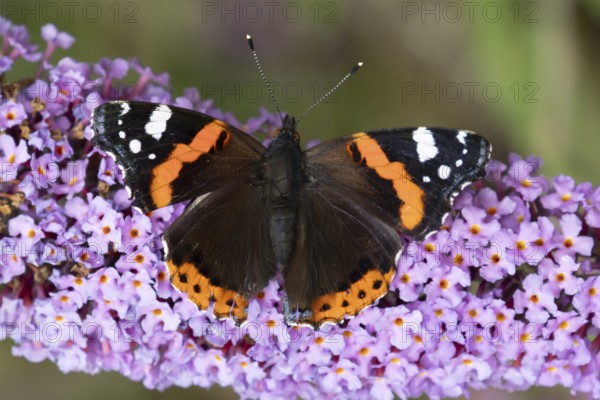 Red admiral butterfly (Vanessa atalanta) adult insect feeding on purple garden Buddleja flowers in summer, England, United Kingdom