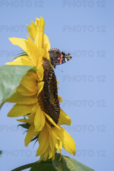 Red admiral butterfly (Vanessa atalanta) adult insect feeding on garden sunflower flower in summer, England, United Kingdom