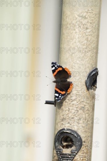Red admiral butterfly (Vanessa atalanta) adult insect resting on a garden bird seed feeder, England, United Kingdom