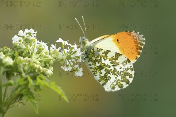 Orange tip butterfly (Anthocharis cardamines) adult insect feeding on a garden white flower in spring, England, United Kingdom