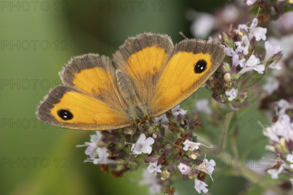 Gatekeeper butterfly (Pyronia tithonus) adult insect feeding on garden Wild marjoram or Oregano flowers in summer, England, United Kingdom