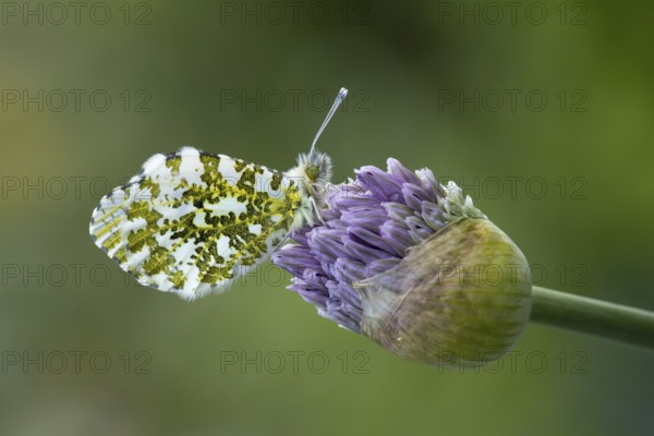 Orange tip butterfly (Anthocharis cardamines) adult insect resting on a garden Allium flower bud in spring, England, United Kingdom