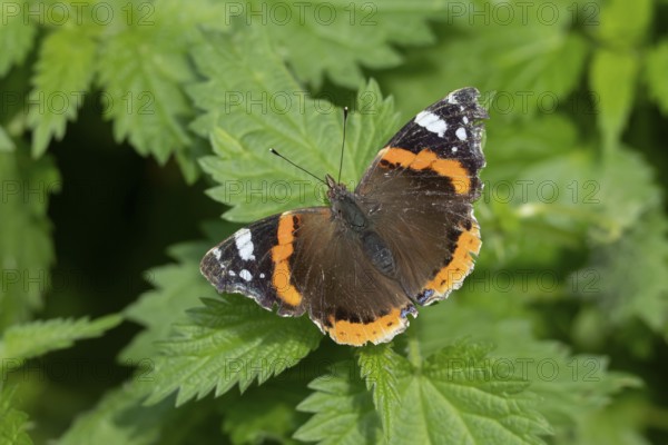 Red admiral butterfly (Vanessa atalanta) adult insect resting on Stinging nettle leaves in summer, England, United Kingdom