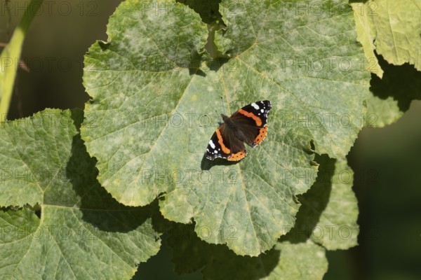 Red admiral butterfly (Vanessa atalanta) adult insect resting on a garden squash vegetable plant leaf in summer, England, United Kingdom