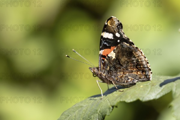 Red admiral butterfly (Vanessa atalanta) adult insect resting on a garden plant leaf in summer, England, United Kingdom
