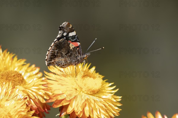 Red admiral butterfly (Vanessa atalanta) adult insect feeding on a garden Strawflower flower in summer, England, United Kingdom