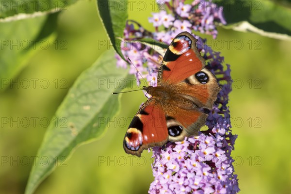 Peacock butterfly (Aglais io) adult insect feeding on purple garden Buddleja flowers in summer, England, United Kingdom