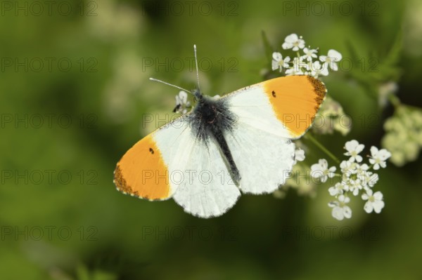 Orange tip butterfly (Anthocharis cardamines) adult insect feeding on a garden white Garlic mustard flower in spring, England, United Kingdom