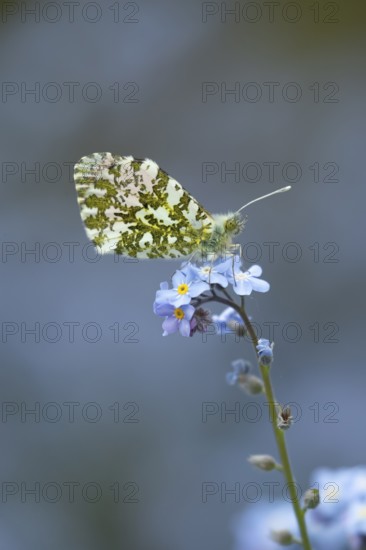 Orange tip butterfly (Anthocharis cardamines) adult insect feeding on a garden Forget-me-not flower in spring, England, United Kingdom