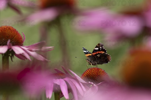 Red admiral butterfly (Vanessa atalanta) adult insect feeding on a garden purple Coneflower (Echinacea purpurea) flower in summer, England, United Kingdom