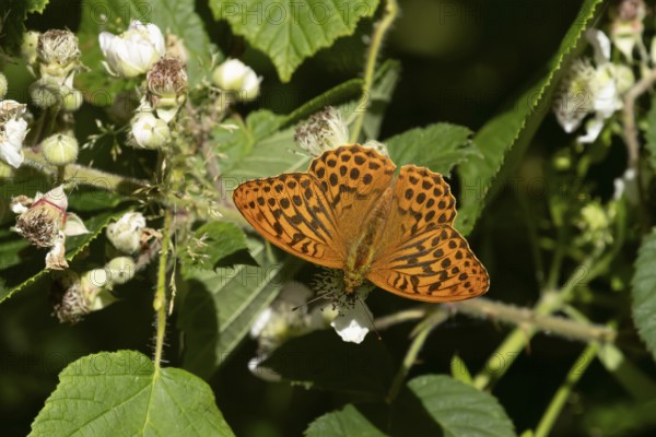 Silver-washed fritillary butterfly (Argynnis paphia) adult insect feeding on bramble flowers in summer, England, United Kingdom