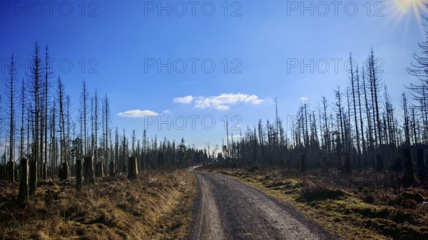 A lonely gravel road leads through bare trees, under a clear, blue winter sky, forest area with spruces (picea) destroyed by the bark beetle (scolytinae) under a blue sky, Rennsteig, Thuringian Forest nature park Park