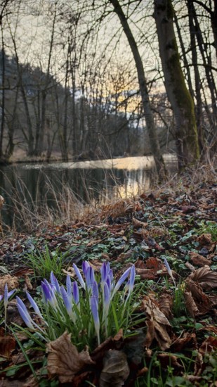 Crocus flowers (crocus) on the bank of a quiet pond, surrounded by foliage and bare trees, Franconian Forest nature park Park