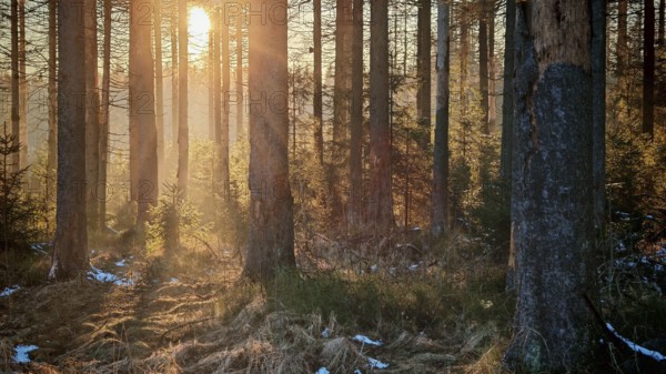 Sunbeams flood a forest, snow-covered ground, tall trees all around, Rennsteig, Thuringian Forest nature park Park
