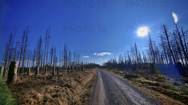 Bare trees and blue sky, a gravel road leads through the wintry landscape, forest area with spruces (picea) destroyed by the bark beetle (scolytinae) under a blue sky, Rennsteig, Thuringian Forest nature park Park