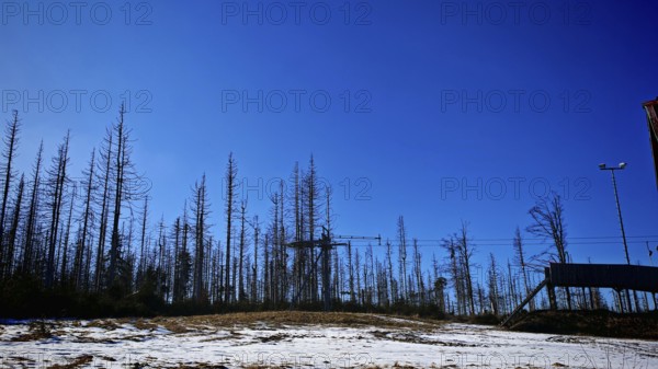 Bare trees in front of a bright blue sky and a cable car tower in a winter scene, forest area with spruces (picea) destroyed by the bark beetle (scolytinae) under a blue sky, Rennsteig, Thuringian Forest nature park Park