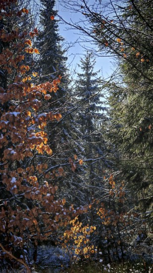 Autumn forest with sunlight illuminating orange and green leaves, Rennsteig, Thuringian Forest nature park Park
