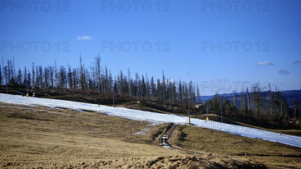 Winter landscape with ski slope made of artificial snow and bare trees under a blue sky, forest area with spruces (picea) destroyed by the bark beetle (scolytinae) under a blue sky, Rennsteig, Thuringian Forest nature park Park