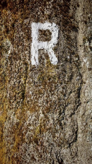 Close-up of a tree trunk with a white painted letter R as a signpost and moss, Rennsteig, Thuringian Forest nature park Park