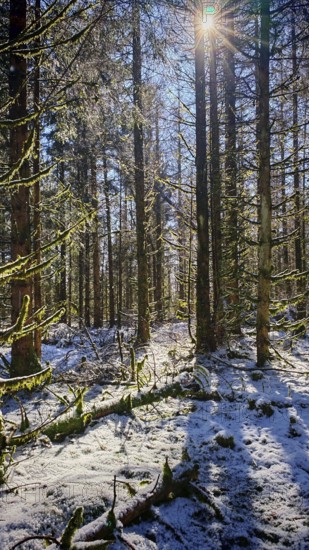 Snowy forest with trees breaking sunbeams and casting shadows, Rennsteig, Thuringian Forest nature park Park