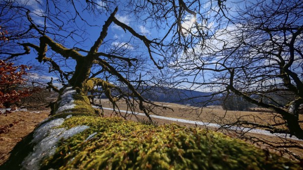 Moss-covered (bryophyta), lying tree trunk in a hilly landscape under a blue sky, Rennsteig, Thuringian Forest nature park Park