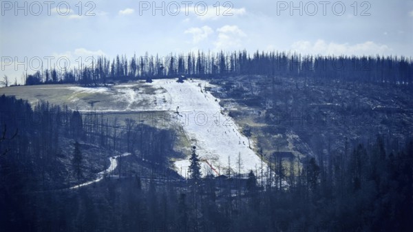 Snow-covered ski slope made of artificial snow in a mountainous forest area with spruce trees (picea) destroyed by the bark beetle (scolytinae) under a blue sky, Rennsteig, Thuringian Forest nature park Park
