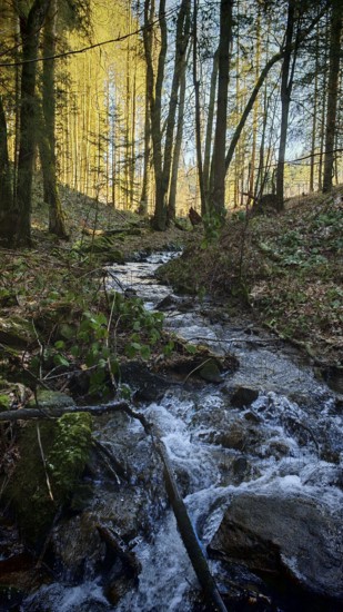 Small stream flows through a forest surrounded by moss and trees in sunlight, Franconian Forest nature park Park