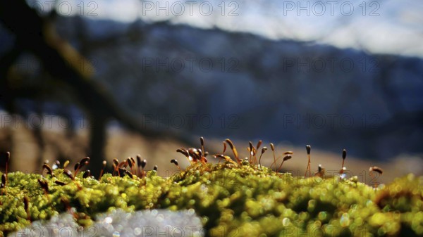 Close-up of moss (bryophyta) with background blur emphasising small plants, Rennsteig, Thuringian Forest nature park Park