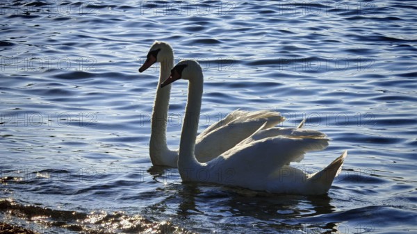 Two swans (cygnus) glide elegantly over the calm water surface in the sunlight, Izola, Slovenia