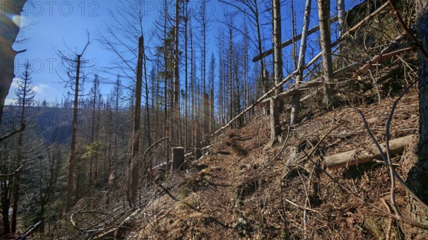 Forest path with bare trees under a blue sky, forest area with spruce trees (picea) destroyed by the bark beetle (scolytinae) under a blue sky, Rennsteig, Thuringian Forest nature park Park