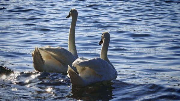Two swans (cygnus) swimming elegantly on a lake with a sparkling water surface, Izola, Slovenia