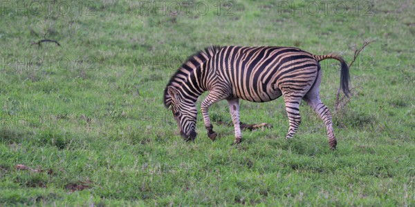 Burchell's zebra (Equus burchellii), KwaZulu Natal province, South Africa