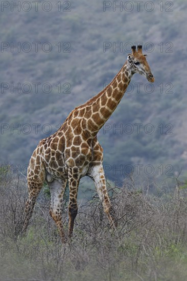 South African giraffe or Cape giraffe (Giraffa giraffa giraffa or Giraffa camelopardalis giraffa), KwaZulu Natal province, South Africa