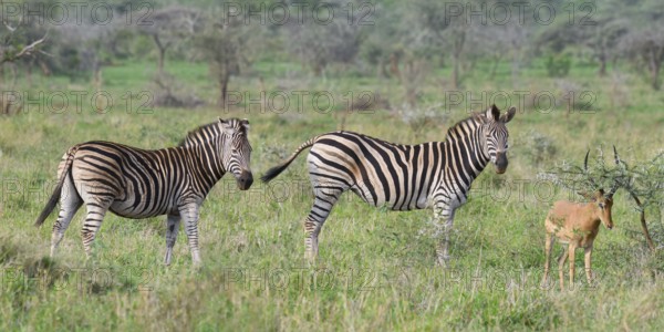 Burchell's zebra (Equus burchellii) and Impala (Aepyceros melampus melampus), KwaZulu Natal province, South Africa