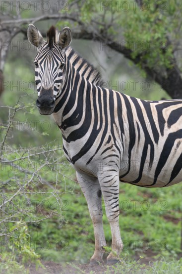 Burchell's zebra (Equus burchellii), KwaZulu Natal province, South Africa