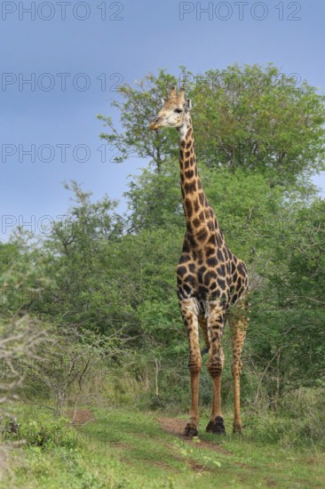 Thornicroft's giraffe (Giraffa camelopardalis thornicrofti), KwaZulu Natal province, South Africa