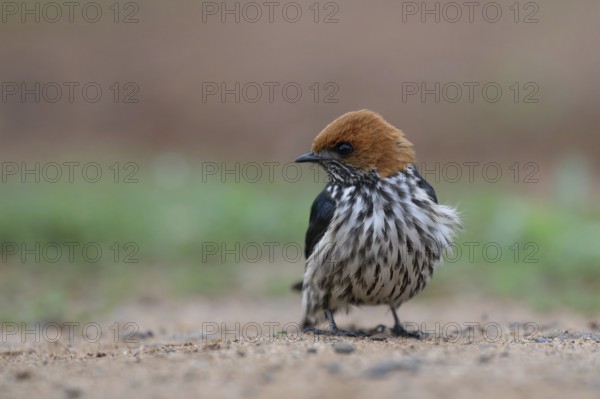 Lesser striped swallow (Cecropis abyssinica), KwaZulu Natal province, South Africa