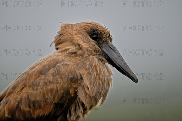 Hamerkop (Scopus umbretta) portrait, KwaZulu Natal province, South Africa