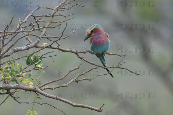 Lilac-breasted Roller (Coracias caudatus), KwaZulu Natal province, South Africa