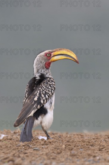 Yellow-billed Hornbill (Tockus flavirostris), KwaZulu Natal province, South Africa