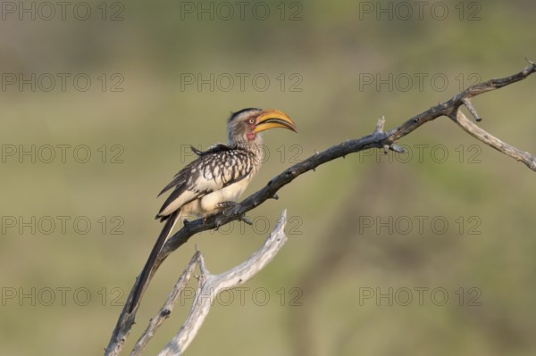 Yellow-billed Hornbill (Tockus flavirostris), KwaZulu Natal province, South Africa