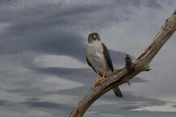 Little Sparrowhawk (Tachyspiza minulla), KwaZulu Natal province, South Africa