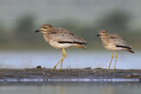 Water thick-knee (Burhinus vermiculatus) KwaZulu Natal province, South Africa