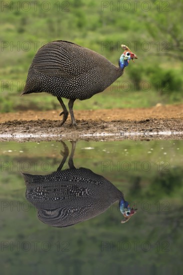 Helmeted Guineafowl (Numida meleagris) reflecting in water, KwaZulu Natal province, South Africa