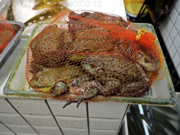 Live frogs in a net presented as a food supply at a market, Wet Market, French Concession, Shanghai, China