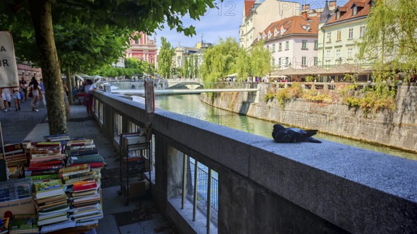 Quiet river promenade in the city centre with a bookstall and a pigeon (columbidae) surrounded by houses, Ljubljana, Slovenia